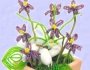 realizzazione composizioni di violette di perline creare bomboniere fai da te