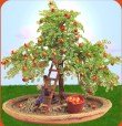 pianta bonsai melo di perline miniature cesto mele scaletta