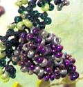 un medio grappolo d'uva di perline rocailles