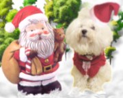 Nicole del sito Tiger Bazar con decorazione Babbo Natale orsetto sacco regali