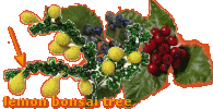 berry for lemon bonsai tree